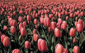 Provisional Residence in the Netherlands Insurance