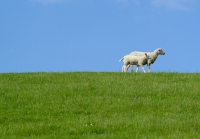 Inkomensverzekeringen agrarische sector